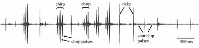 Loser in Fight but Winner in Love: How Does Inter-Male Competition Determine the Pattern and Outcome of Courtship in Cricket Gryllus bimaculatus?